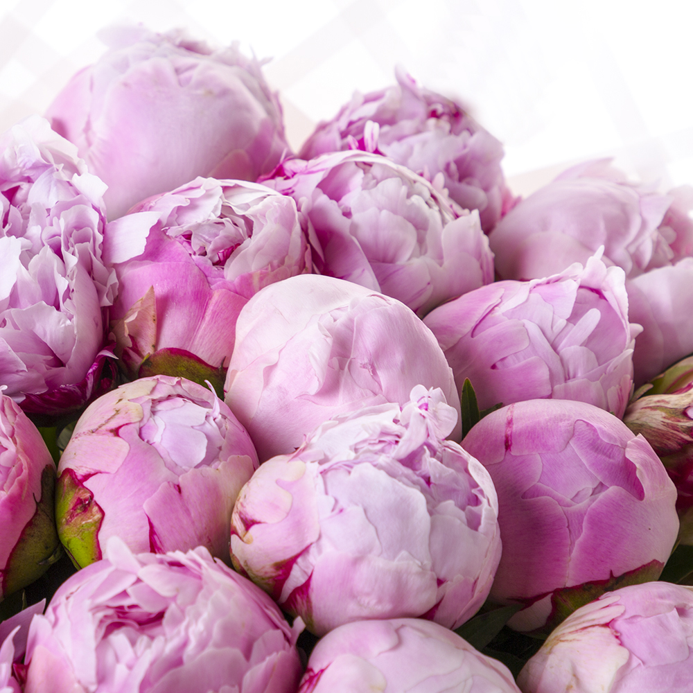 Букет из 25 розовых пионов