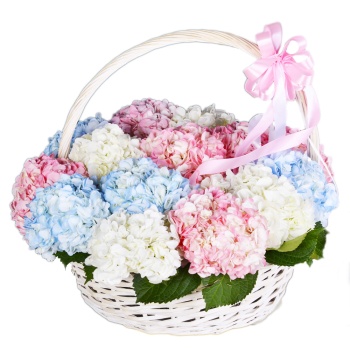 Корзина 15 разноцветных гортензий