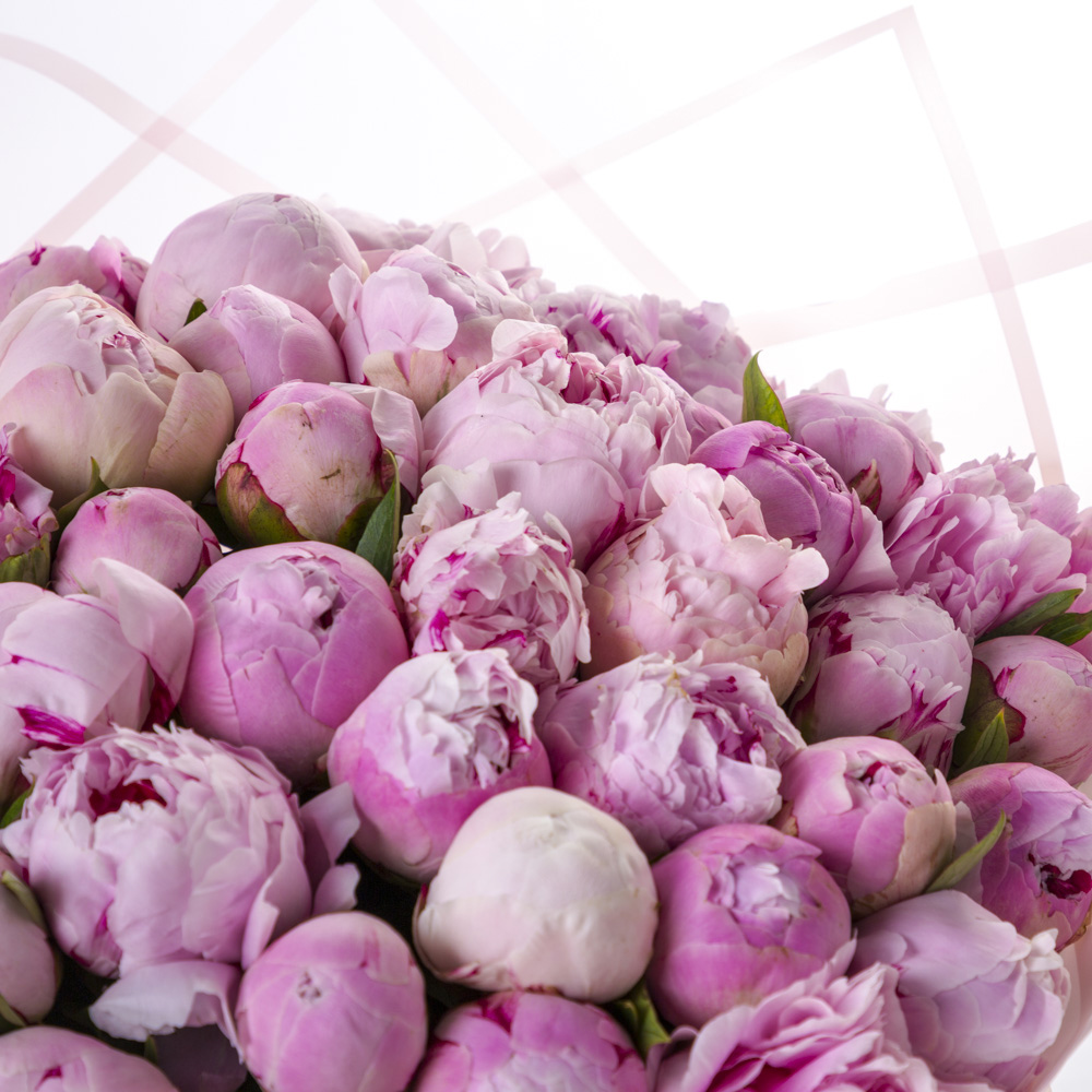 Букет из 51 пиона