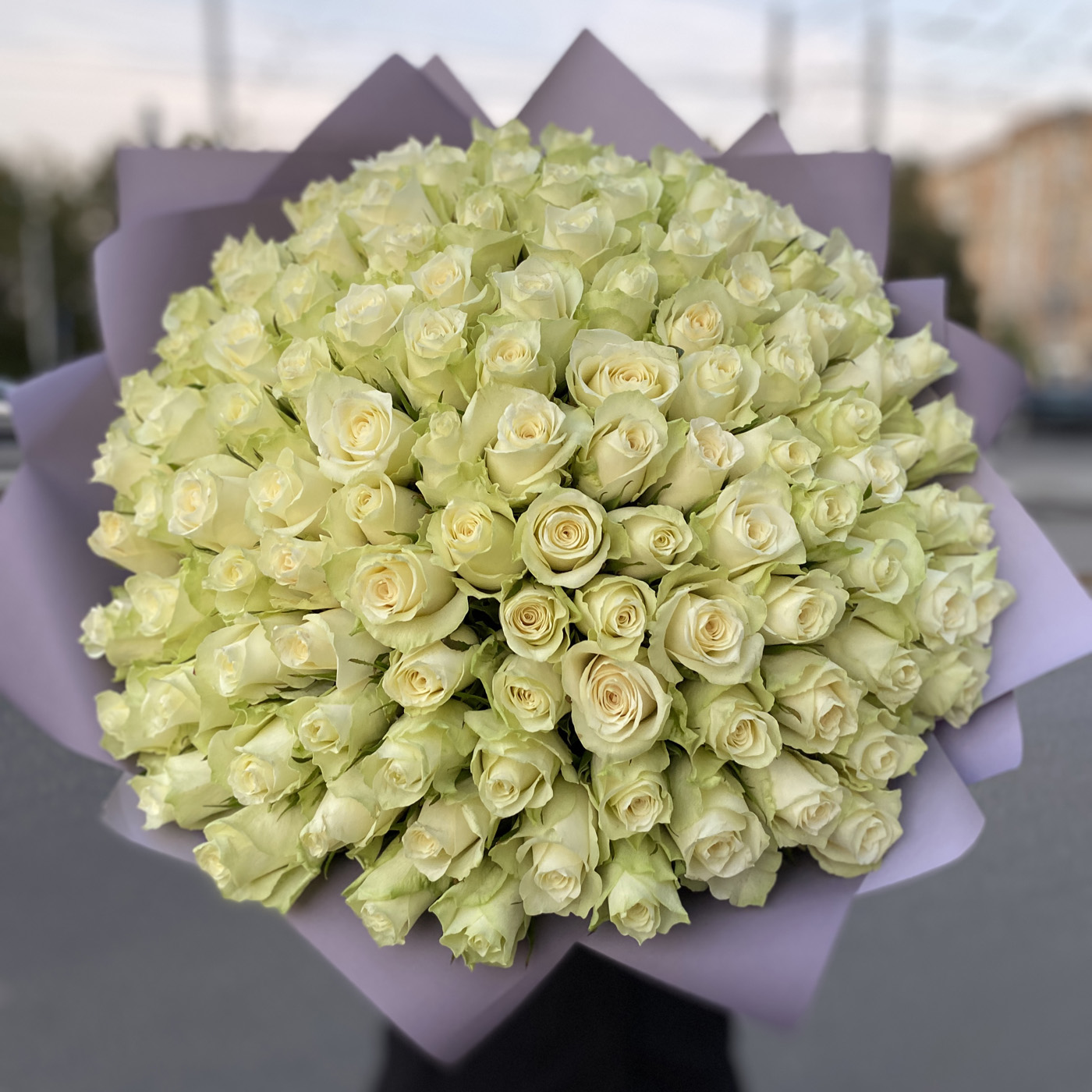 101 белая роза 40 см